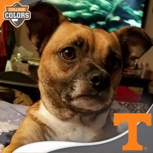 Meet your Posher, Donna colston